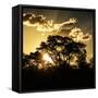 Awesome South Africa Collection Square - Trees at Sunset in Savanna Landscape-Philippe Hugonnard-Framed Stretched Canvas