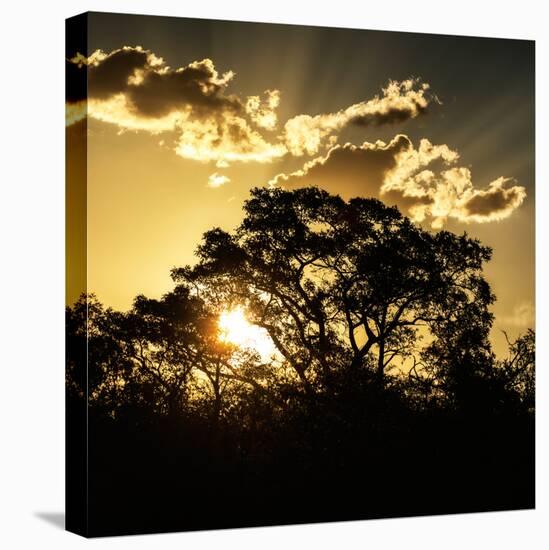 Awesome South Africa Collection Square - Trees at Sunset in Savanna Landscape-Philippe Hugonnard-Stretched Canvas