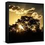 Awesome South Africa Collection Square - Trees at Sunset in Savanna Landscape-Philippe Hugonnard-Framed Stretched Canvas