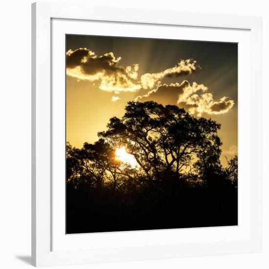 Awesome South Africa Collection Square - Trees at Sunset in Savanna Landscape-Philippe Hugonnard-Framed Photographic Print