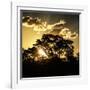 Awesome South Africa Collection Square - Trees at Sunset in Savanna Landscape-Philippe Hugonnard-Framed Photographic Print