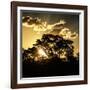 Awesome South Africa Collection Square - Trees at Sunset in Savanna Landscape-Philippe Hugonnard-Framed Photographic Print