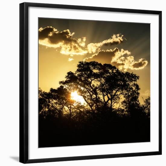 Awesome South Africa Collection Square - Trees at Sunset in Savanna Landscape-Philippe Hugonnard-Framed Photographic Print