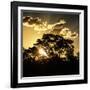 Awesome South Africa Collection Square - Trees at Sunset in Savanna Landscape-Philippe Hugonnard-Framed Photographic Print