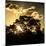 Awesome South Africa Collection Square - Trees at Sunset in Savanna Landscape-Philippe Hugonnard-Mounted Photographic Print