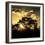 Awesome South Africa Collection Square - Trees at Sunset in Savanna Landscape-Philippe Hugonnard-Framed Photographic Print