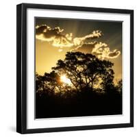 Awesome South Africa Collection Square - Trees at Sunset in Savanna Landscape-Philippe Hugonnard-Framed Photographic Print