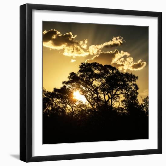 Awesome South Africa Collection Square - Trees at Sunset in Savanna Landscape-Philippe Hugonnard-Framed Photographic Print