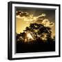 Awesome South Africa Collection Square - Trees at Sunset in Savanna Landscape-Philippe Hugonnard-Framed Photographic Print