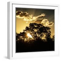 Awesome South Africa Collection Square - Trees at Sunset in Savanna Landscape-Philippe Hugonnard-Framed Photographic Print