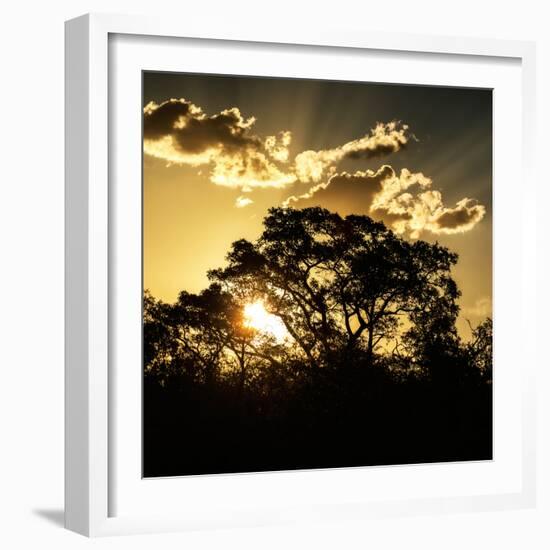 Awesome South Africa Collection Square - Trees at Sunset in Savanna Landscape-Philippe Hugonnard-Framed Photographic Print