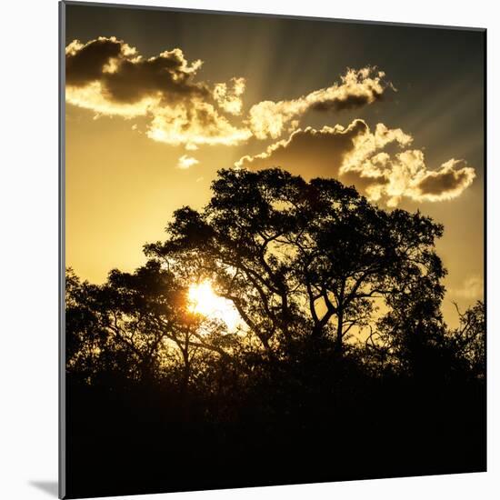 Awesome South Africa Collection Square - Trees at Sunset in Savanna Landscape-Philippe Hugonnard-Mounted Photographic Print