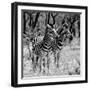 Awesome South Africa Collection Square - Two Burchell's Zebras B&W-Philippe Hugonnard-Framed Photographic Print