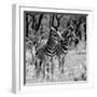 Awesome South Africa Collection Square - Two Burchell's Zebras B&W-Philippe Hugonnard-Framed Photographic Print