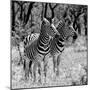 Awesome South Africa Collection Square - Two Burchell's Zebras B&W-Philippe Hugonnard-Mounted Photographic Print