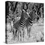 Awesome South Africa Collection Square - Two Burchell's Zebras B&W-Philippe Hugonnard-Stretched Canvas
