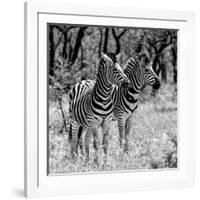 Awesome South Africa Collection Square - Two Burchell's Zebras B&W-Philippe Hugonnard-Framed Photographic Print