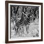 Awesome South Africa Collection Square - Two Burchell's Zebras B&W-Philippe Hugonnard-Framed Photographic Print