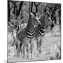 Awesome South Africa Collection Square - Two Burchell's Zebras B&W-Philippe Hugonnard-Mounted Photographic Print