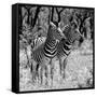 Awesome South Africa Collection Square - Two Burchell's Zebras B&W-Philippe Hugonnard-Framed Stretched Canvas