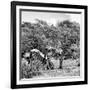 Awesome South Africa Collection Square - Two Burchell's Zebras II B&W-Philippe Hugonnard-Framed Photographic Print