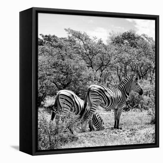 Awesome South Africa Collection Square - Two Burchell's Zebras II B&W-Philippe Hugonnard-Framed Stretched Canvas