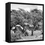 Awesome South Africa Collection Square - Two Burchell's Zebras II B&W-Philippe Hugonnard-Framed Stretched Canvas