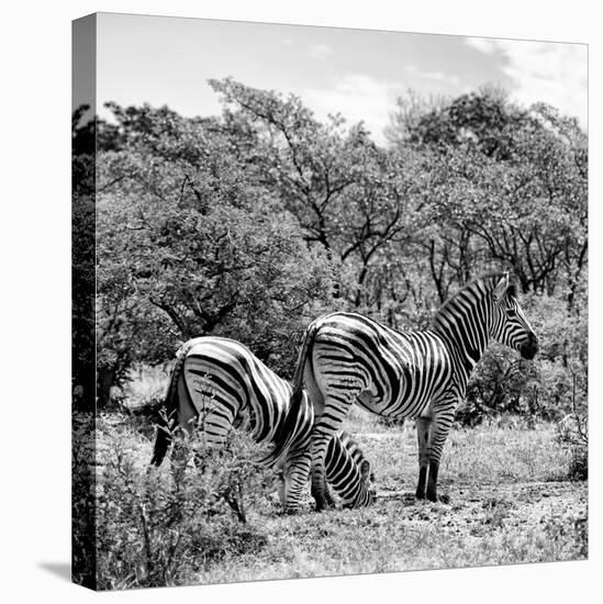 Awesome South Africa Collection Square - Two Burchell's Zebras II B&W-Philippe Hugonnard-Stretched Canvas