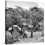 Awesome South Africa Collection Square - Two Burchell's Zebras II B&W-Philippe Hugonnard-Stretched Canvas