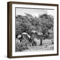 Awesome South Africa Collection Square - Two Burchell's Zebras II B&W-Philippe Hugonnard-Framed Photographic Print