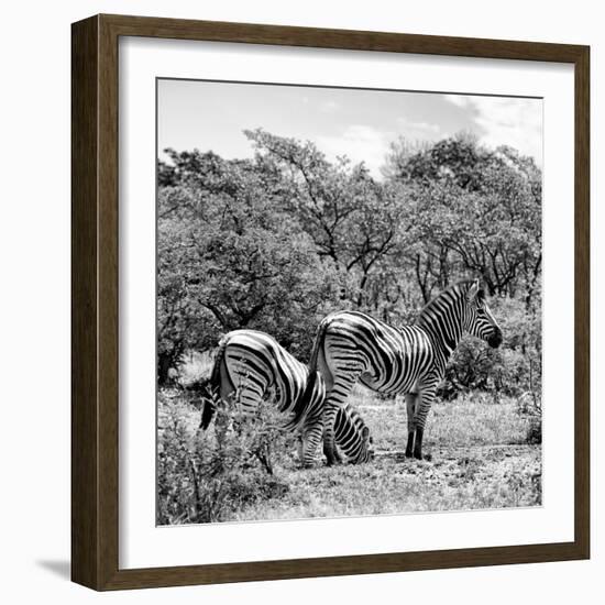 Awesome South Africa Collection Square - Two Burchell's Zebras II B&W-Philippe Hugonnard-Framed Photographic Print