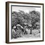 Awesome South Africa Collection Square - Two Burchell's Zebras II B&W-Philippe Hugonnard-Framed Photographic Print