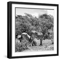 Awesome South Africa Collection Square - Two Burchell's Zebras II B&W-Philippe Hugonnard-Framed Photographic Print