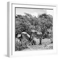 Awesome South Africa Collection Square - Two Burchell's Zebras II B&W-Philippe Hugonnard-Framed Photographic Print