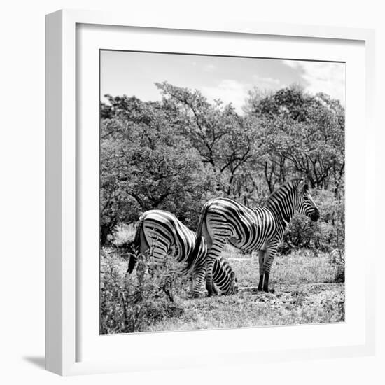 Awesome South Africa Collection Square - Two Burchell's Zebras II B&W-Philippe Hugonnard-Framed Photographic Print