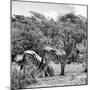 Awesome South Africa Collection Square - Two Burchell's Zebras II B&W-Philippe Hugonnard-Mounted Photographic Print