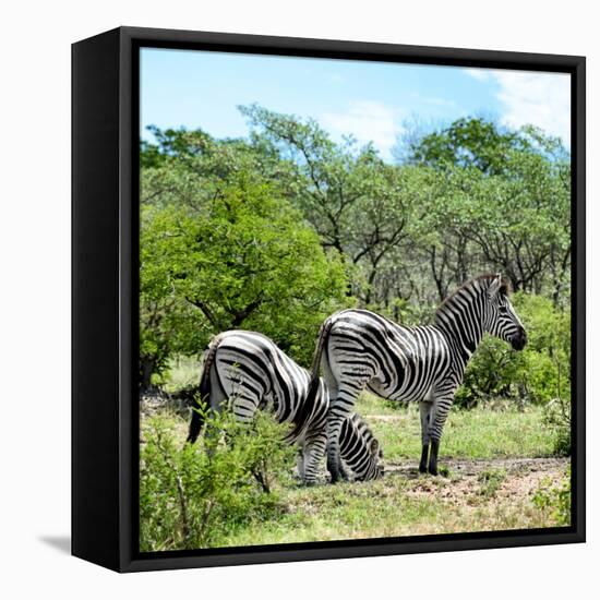 Awesome South Africa Collection Square - Two Burchell's Zebras II-Philippe Hugonnard-Framed Stretched Canvas