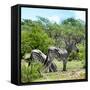 Awesome South Africa Collection Square - Two Burchell's Zebras II-Philippe Hugonnard-Framed Stretched Canvas