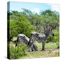 Awesome South Africa Collection Square - Two Burchell's Zebras II-Philippe Hugonnard-Stretched Canvas