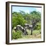 Awesome South Africa Collection Square - Two Burchell's Zebras II-Philippe Hugonnard-Framed Photographic Print