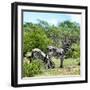 Awesome South Africa Collection Square - Two Burchell's Zebras II-Philippe Hugonnard-Framed Photographic Print