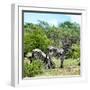 Awesome South Africa Collection Square - Two Burchell's Zebras II-Philippe Hugonnard-Framed Photographic Print