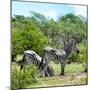 Awesome South Africa Collection Square - Two Burchell's Zebras II-Philippe Hugonnard-Mounted Photographic Print