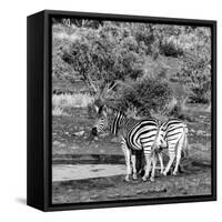 Awesome South Africa Collection Square - Two Burchell's Zebras III B&W-Philippe Hugonnard-Framed Stretched Canvas