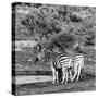 Awesome South Africa Collection Square - Two Burchell's Zebras III B&W-Philippe Hugonnard-Stretched Canvas