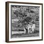 Awesome South Africa Collection Square - Two Burchell's Zebras III B&W-Philippe Hugonnard-Framed Photographic Print