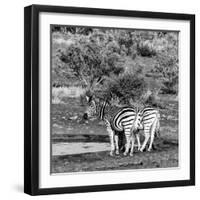 Awesome South Africa Collection Square - Two Burchell's Zebras III B&W-Philippe Hugonnard-Framed Photographic Print