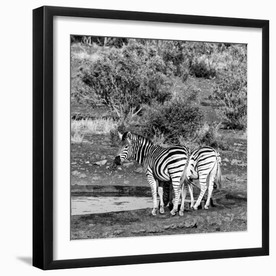 Awesome South Africa Collection Square - Two Burchell's Zebras III B&W-Philippe Hugonnard-Framed Photographic Print