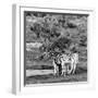 Awesome South Africa Collection Square - Two Burchell's Zebras III B&W-Philippe Hugonnard-Framed Photographic Print