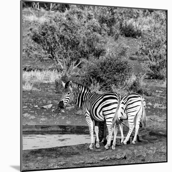 Awesome South Africa Collection Square - Two Burchell's Zebras III B&W-Philippe Hugonnard-Mounted Photographic Print